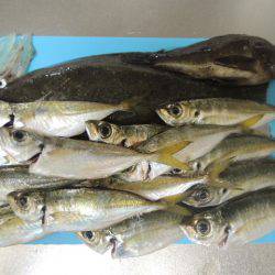 アジングで思わぬ外道