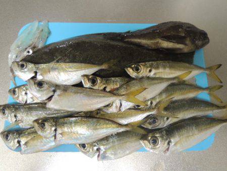 アジングで思わぬ外道