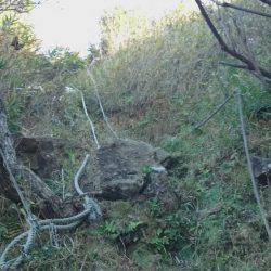 青物不発、グレ、アジ、メバルは高活性です。