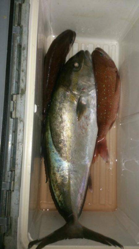 カタタの釣り堀でヒラマサイベント