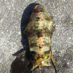 よく釣れました！