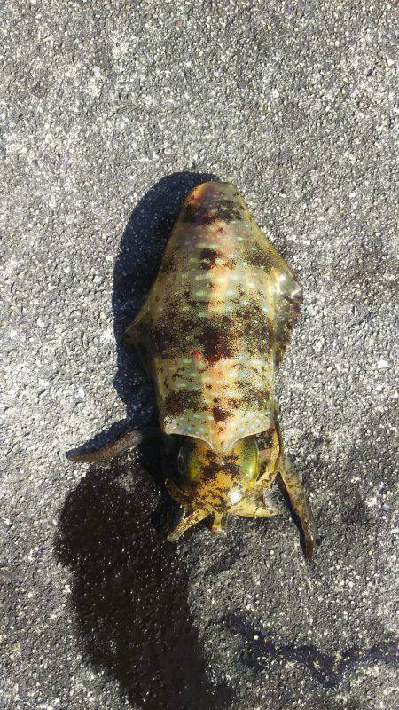 よく釣れました！