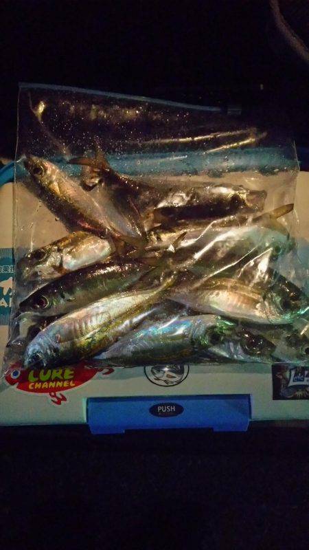 シビア？なアジング