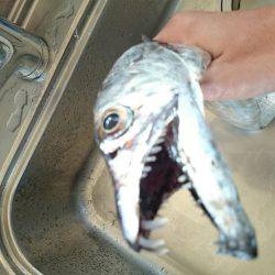 激混み赤灯波止避け 本荘ケーソンへ