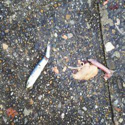 久しぶりのアオリ大漁