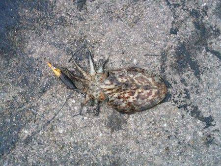 久しぶりのアオリ大漁