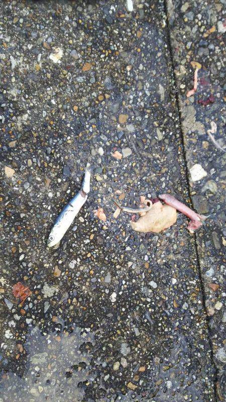 本荘人工島でサゴシ