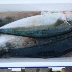 アルバトロス、朝から青物ラッシュ