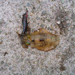 数は釣れたけど型が・・・