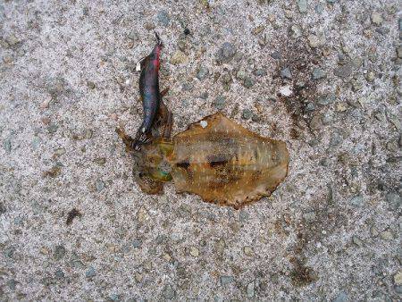 数は釣れたけど型が・・・