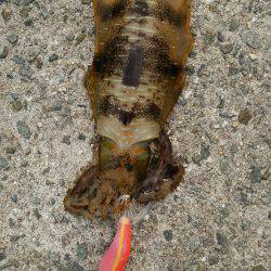 なんとか坊主回避