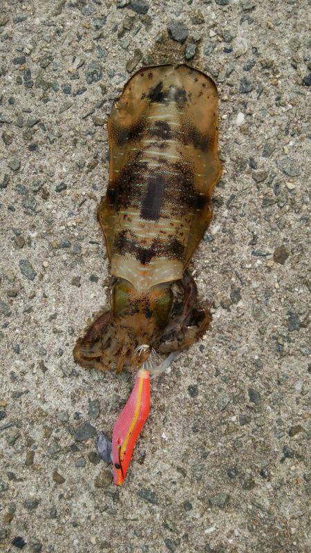 なんとか坊主回避