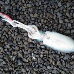 雨でも負けずにエギング