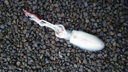 雨でも負けずにエギング