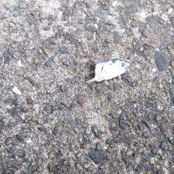 狙い通りには届かずも