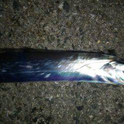 アジング!ワインド!チャリコング?