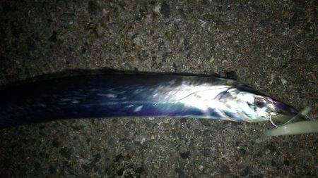 アジング!ワインド!チャリコング?