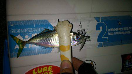 チャリコングからのアジメバリング