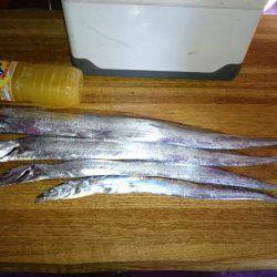 久しぶりの太刀魚