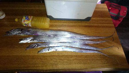 久しぶりの太刀魚