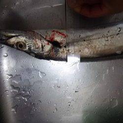 春木ベランダでタチウオ