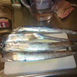 ファミリーフィッシング