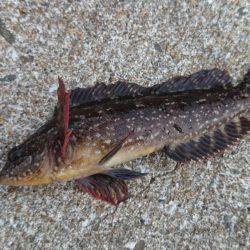 デイロックフィッシュ