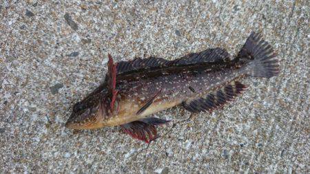 デイロックフィッシュ