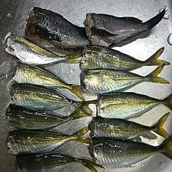 まだアジは居ました