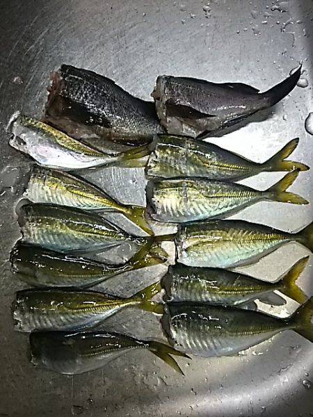 まだアジは居ました