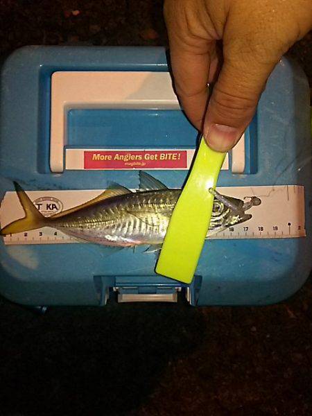 渋いサーフアジ