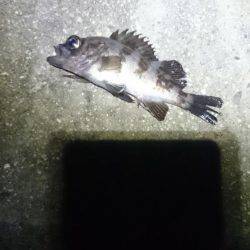 やっときました。