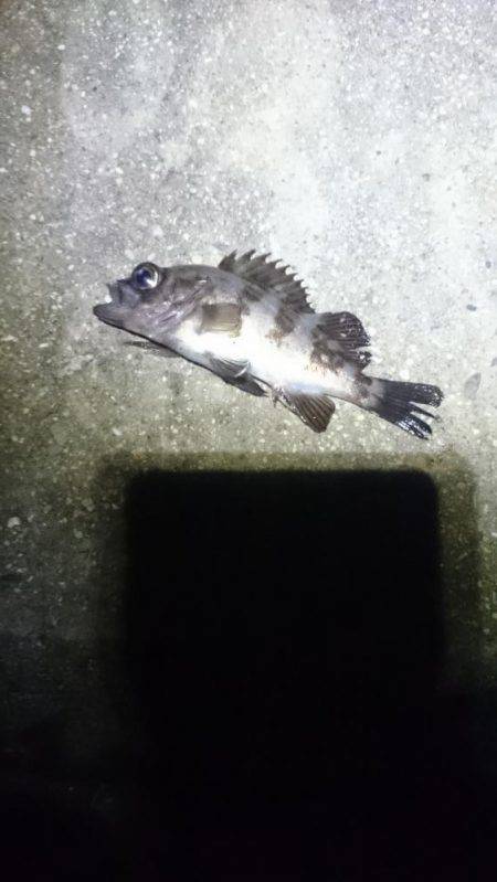 やっときました。