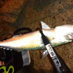 そろそろアジの季節