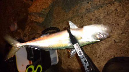 そろそろアジの季節