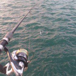 タチウオ釣り