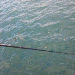 タチウオ釣り