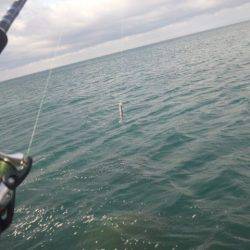 ショアジギング釣行