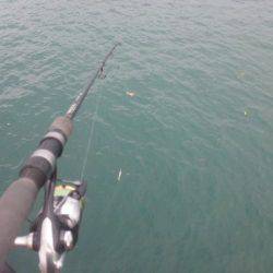 タチウオとイカ！