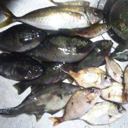 爆風で何が釣れる？