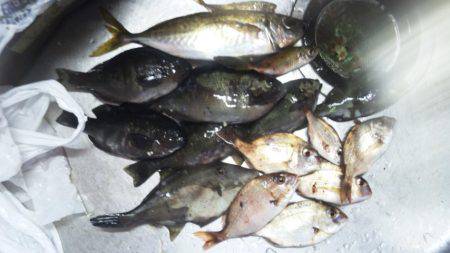 爆風で何が釣れる？