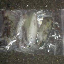 久々のアオリイカ複数釣れました！