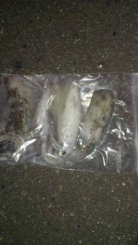 久々のアオリイカ複数釣れました！