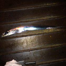 タチウオがジャンピング