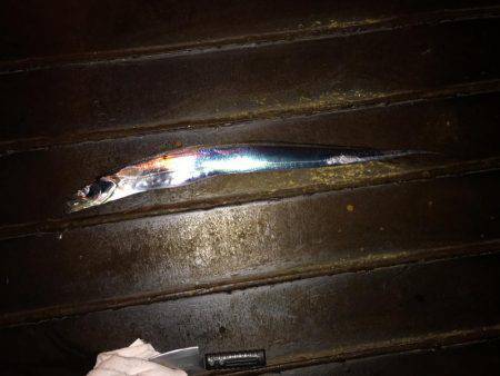 タチウオがジャンピング