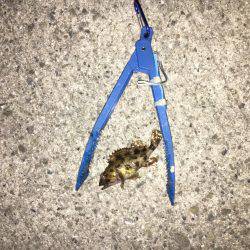 アジングは楽しい