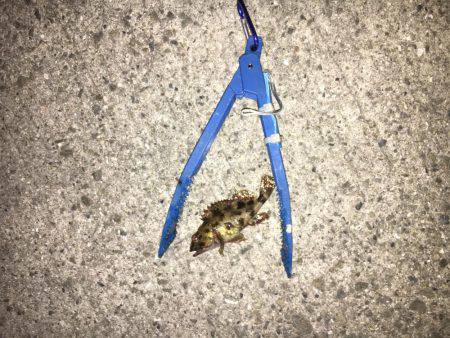 アジングは楽しい