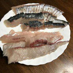 人生初のサゴシ