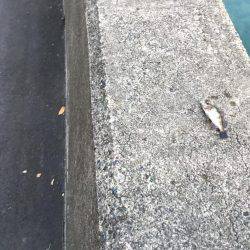 夕方メバリング