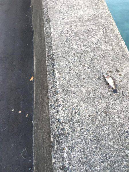 夕方メバリング